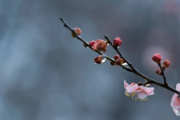 East Lake Plum Blossom Garden Famoso Lugar Para Disfrutar Flores —  Fotos de Stock