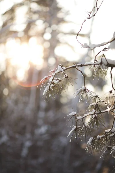 Vertikální Detailní Záběr Sněhu Větvích Stromu Izolovaném Pozadí — Stock fotografie