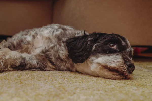 Ένα Γκρι Μαύρο Σκυλί Ξαπλωμένο Στο Πάτωμα — Φωτογραφία Αρχείου