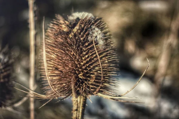 在模糊的背景下拍摄的一帧多刺的蓟植物的特写镜头 — 图库照片
