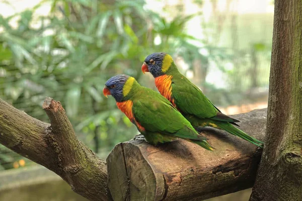 Deux Perroquets Loriini Perchés Sur Une Surface Bois Sur Fond — Photo