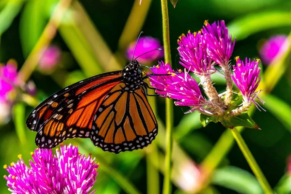 Eine Nahaufnahme Eines Orangefarbenen Monarchfalters Auf Einer Lila Kleeblume — Stockfoto