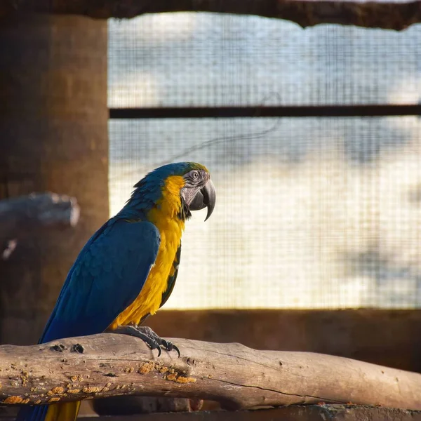 Ara Parrot Perching Wood — Stock Photo, Image