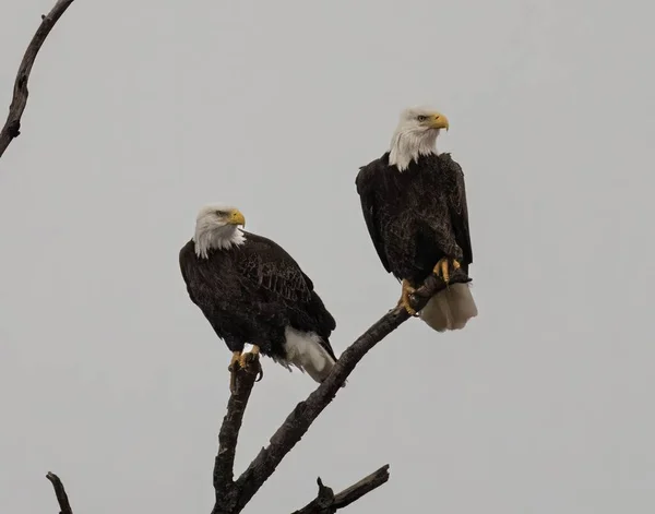 Las Dos Águilas Calvas Posadas Rama Del Árbol —  Fotos de Stock