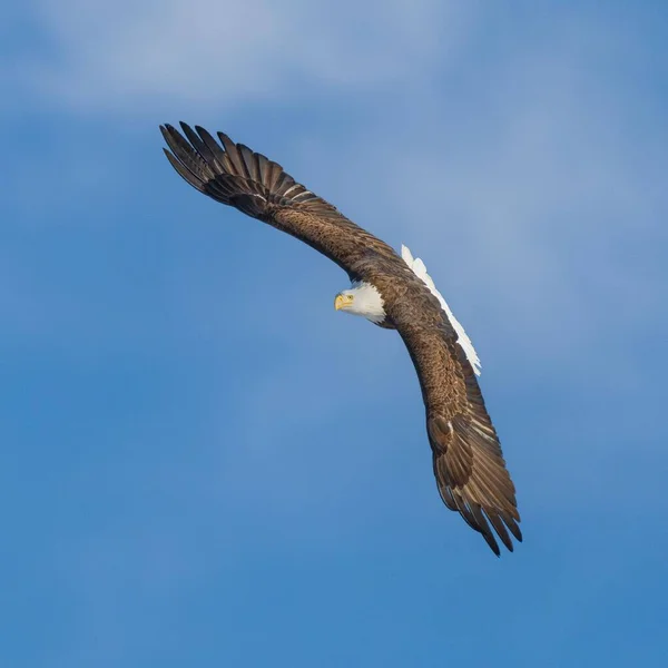 Ein Weißkopfseeadler Fliegt Gegen Einen Blauen Himmel Mit Wolken — Stockfoto