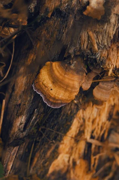 Detailní Záběr Houby Starém Stromě — Stock fotografie