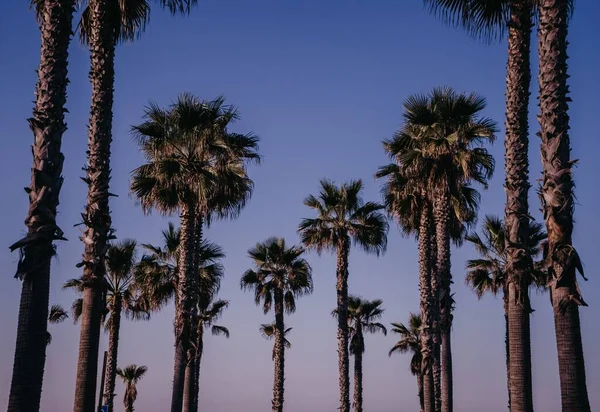 黄昏时分在加州亨廷顿海滩拍摄的棕榈树的低角照片 — 图库照片