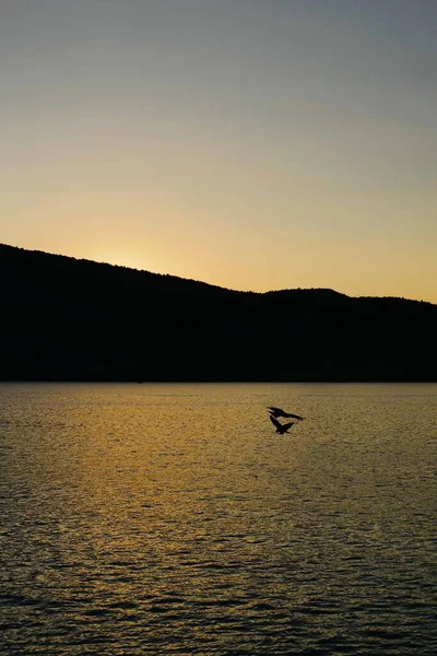 Vertical Shot Beautiful Sunset Sea Silhouettes Birds Hills — Stock Photo, Image