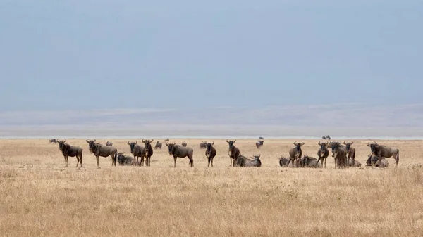Eine Gnu Herde Auf Afrikanischer Safari Unter Blauem Himmel — Stockfoto
