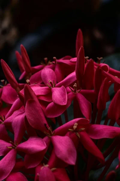 Вид Крупним Планом Чудову Квітку Джунглів Герані — стокове фото