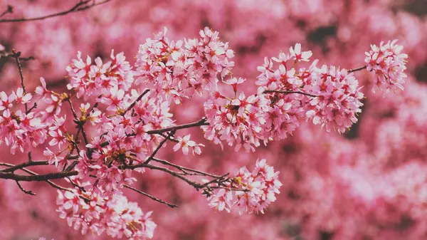 Λουλούδια Χαρούμενο Άνθος Φως Και Σκιά Ροζ Φόντο Πανεπιστήμιο Ντιουκ — Φωτογραφία Αρχείου