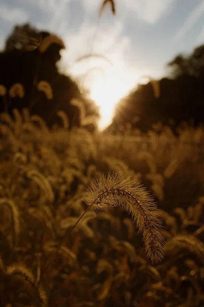 Vertical Shot Wheat Growing Rural Field Sunset — Stock Photo, Image