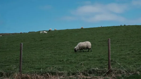 Çitlerin Diğer Tarafındaki Yeşil Otlakta Otlayan Bir Koyun Sürüsü Ovis — Stok fotoğraf