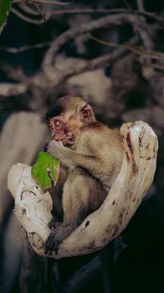 Closeup Toque Macaque Perching Wood — Stock Photo, Image