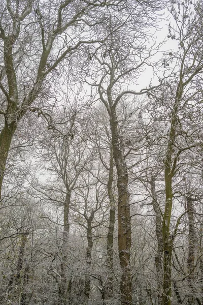 Karla Kaplı Bir Ormandaki Yüksek Ağaçların Dikey Görüntüsü — Stok fotoğraf