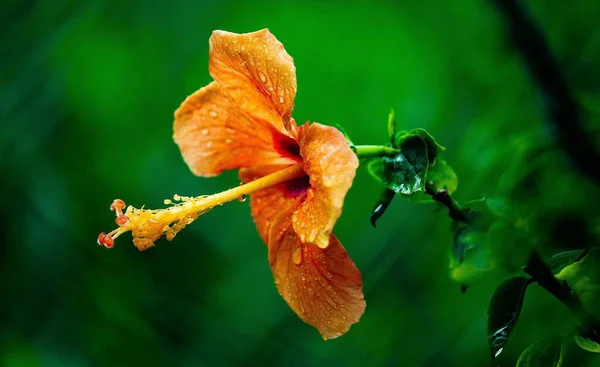 Closeup Shot Orange Hibiscus Flower Garden — Stock Photo, Image