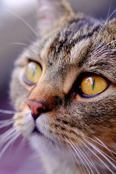 Вертикальний Макрознімок Обличчя Таббі Кішки Крихкими Очима Ізольованому Фоні — стокове фото