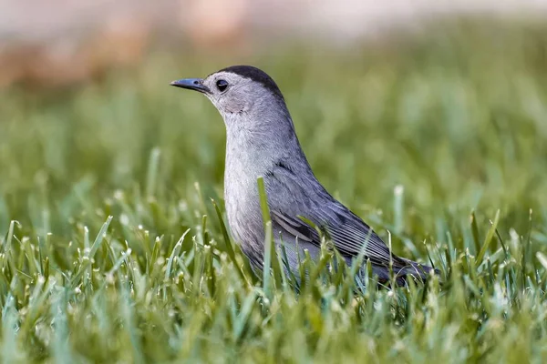 草原に立つ灰色の鳥 — ストック写真