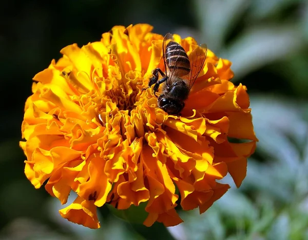 Nahaufnahme Einer Ostafrikanischen Tiefland Honigbiene Die Eine Orangefarbene Blume Bestäubt — Stockfoto