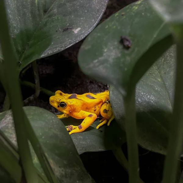 Zbliżenie Panamskiej Złotej Żaby Tle Liści — Zdjęcie stockowe