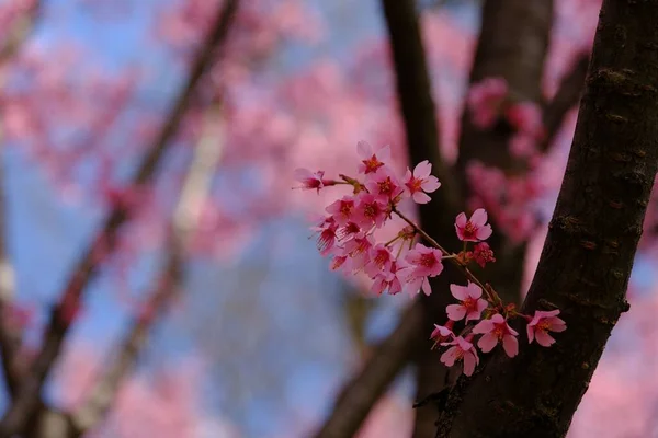 Zbliżenie Ujęcie Jasnoróżowego Kwiatu Wiśniowym Drzewie Tle Błękitnego Nieba — Zdjęcie stockowe