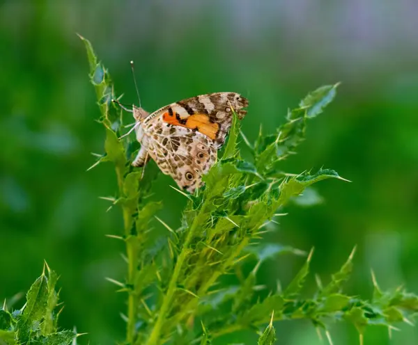 Gros Plan Une Belle Dame Peinte Papillon Sur Les Plantes — Photo