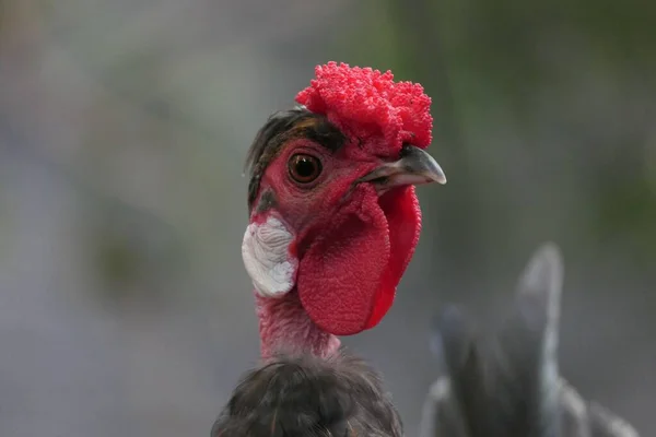 Sebuah Potret Ayam Jago Peternakan Dengan Latar Belakang Kabur — Stok Foto
