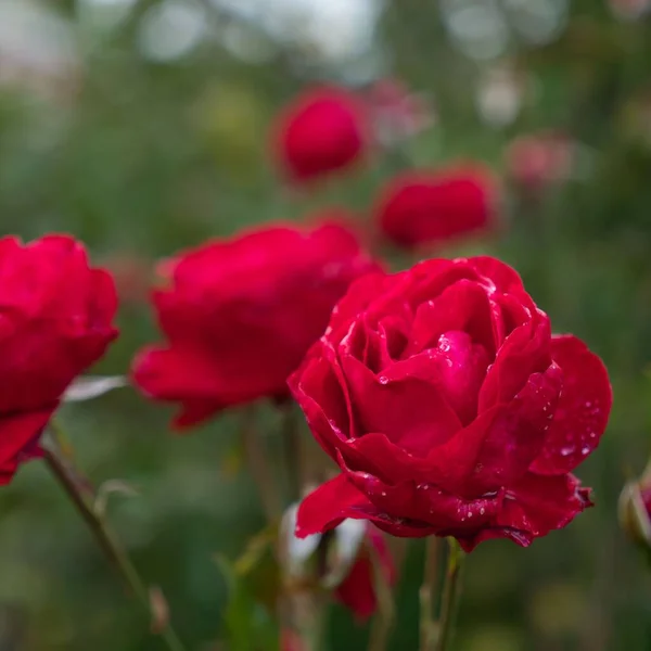 Zbliżenie Czerwonej Róży Ogrodzie Kropelkami Wody Rozmazanym Tle Większą Ilością — Zdjęcie stockowe