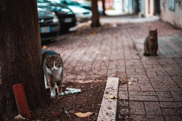 在街上的一棵树旁选择性地拍摄一只猫的镜头 — 图库照片