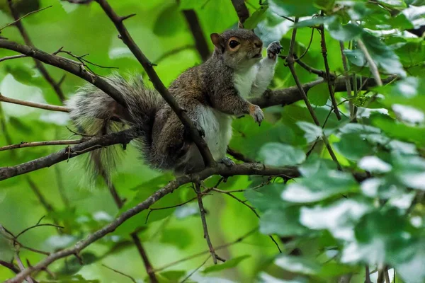 一只松鼠在森林里一棵树上的特写镜头 — 图库照片
