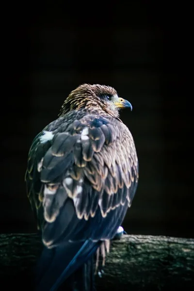 Eine Vertikale Aufnahme Eines Schönen Adlers Auf Schwarzem Hintergrund — Stockfoto