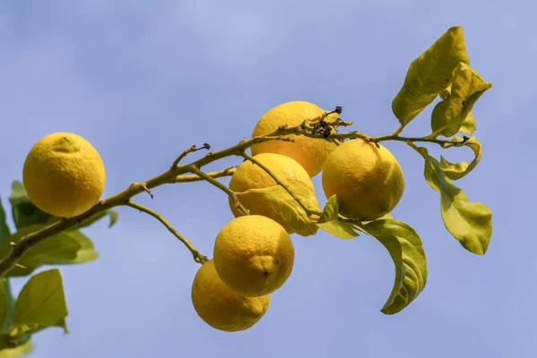 Лимоны Ветке Дерева Голубым Небом — стоковое фото