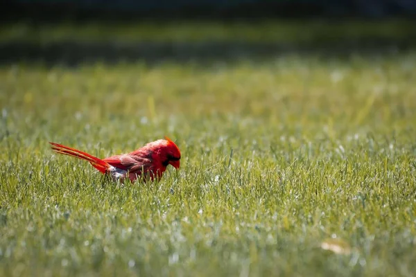在绿草上的北方红鸟 — 图库照片