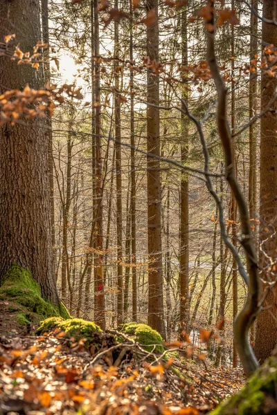 Vertical Shot Beautiful Autumn Forest Baden Wurtemberg Germany — Stock Photo, Image