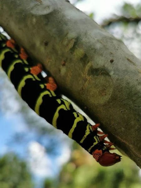 ツリー上のプルメリアの毛虫 Pseudosphinx Tetrio の垂直接近 — ストック写真