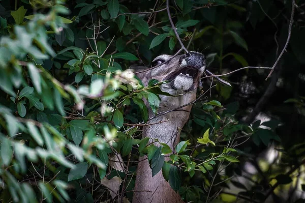 Cerf Mangeant Des Feuilles Dans Les Bois — Photo