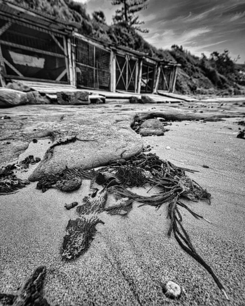 Vertikální Černobílý Záběr Řas Písku Pobřeží Moře — Stock fotografie