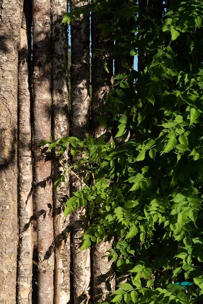 円柱状の木製の柵の上でつるを育て 垂直ショット — ストック写真