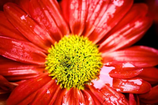 Eine Nahaufnahme Einer Roten Gerbera Blume Die Einem Garten Wächst — Stockfoto
