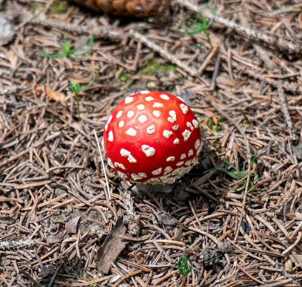 森林地面上红色玛瑙蘑菇的特写镜头 — 图库照片