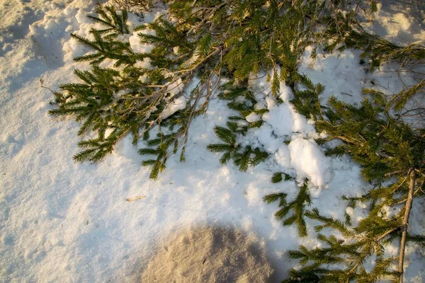 一张被雪覆盖的松树树叶的特写照片 — 图库照片