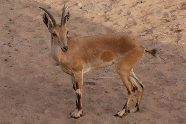 Ibex Alpino Dunas Areia Deserto — Fotografia de Stock