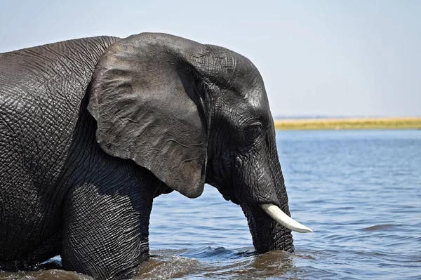 ボツワナのチョベ国立公園にあるチョベ川を渡る象の頭の近く — ストック写真