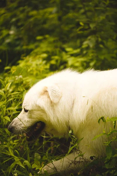 Svislý Záběr Rozkošného Hravého Ovčáckého Psa Maremmy Pobíhajícího Věčně Zeleném — Stock fotografie