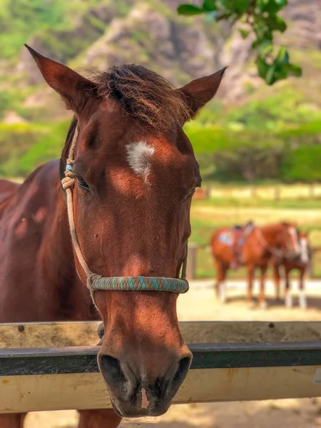 乡间木制篱笆后面的一匹纯种马的垂直镜头 — 图库照片
