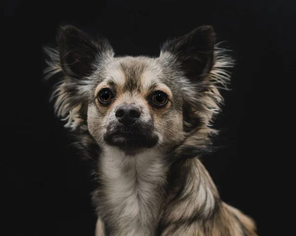 Egy Közeli Kép Egy Szürke Chihuahua Ról Sötét Háttérrel — Stock Fotó