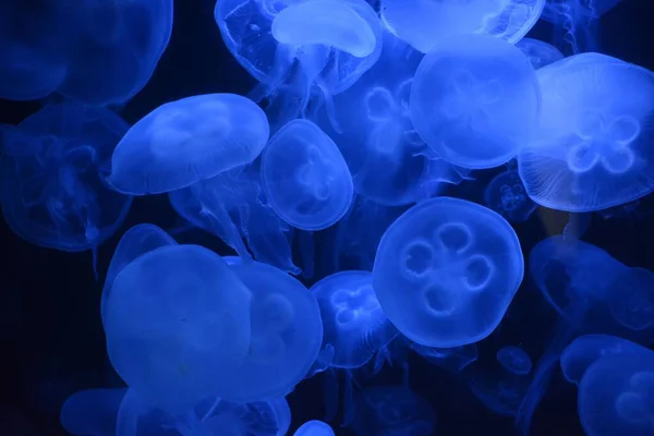 Detailní Záběr Zářící Modré Medúzy Pod Vodou — Stock fotografie