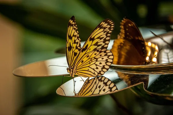 鏡の上に紙凧の蝶のクローズアップ — ストック写真