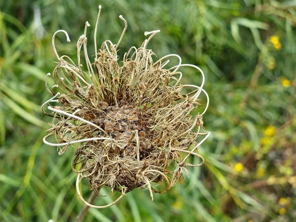A closeup of a withered wild carrot plant with dried flowers surrounded by grass in a field