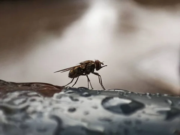Eine Fliege Auf Einer Oberfläche Mit Regentropfen — Stockfoto